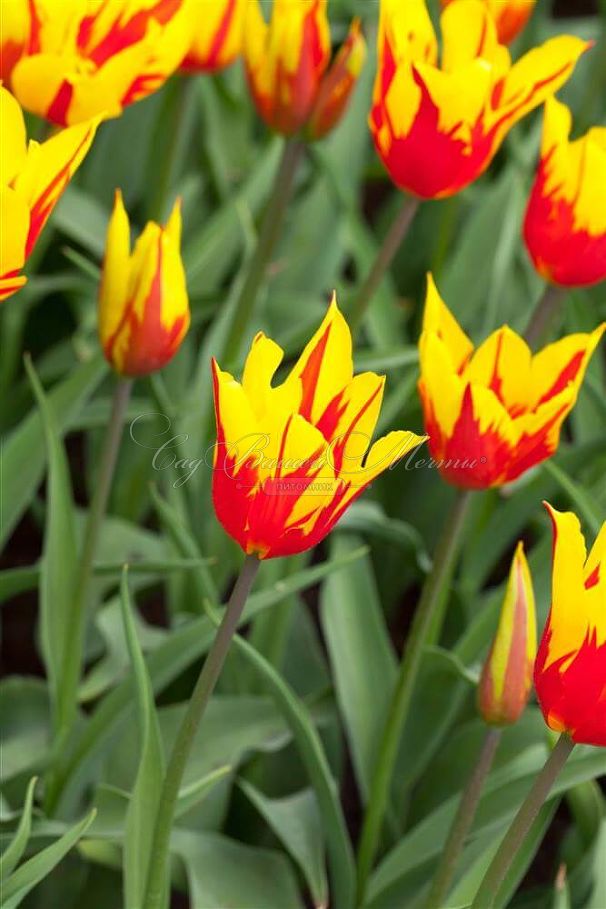 Тюльпан Фаир Вингз (Tulipa Fire Wings) — фото 2