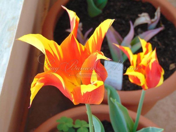Тюльпан Фаир Вингз (Tulipa Fire Wings) — фото 3