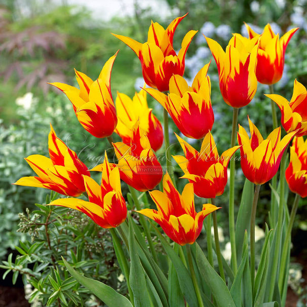 Тюльпан Фаир Вингз (Tulipa Fire Wings) — фото 4