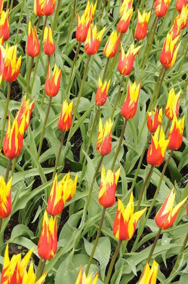 Тюльпан Фаир Вингз (Tulipa Fire Wings) — фото 5