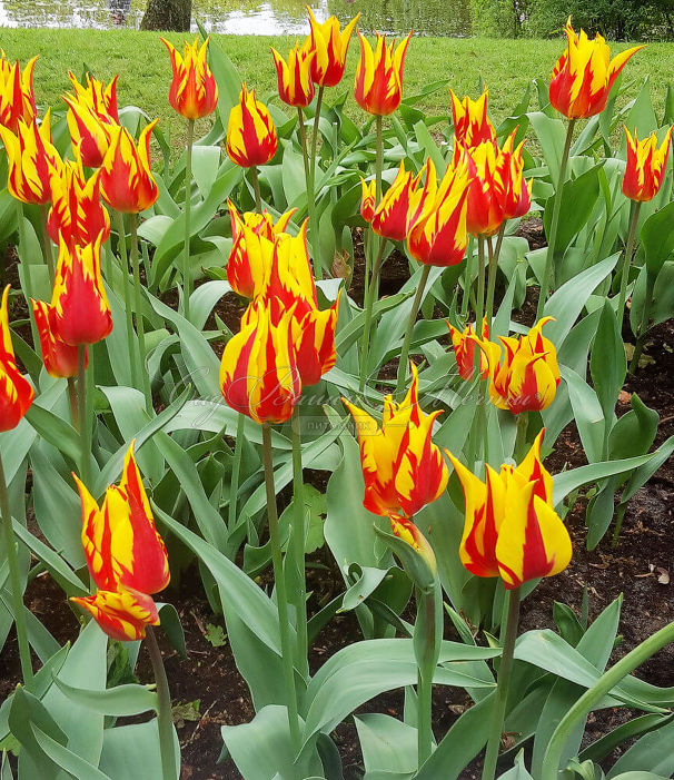 Тюльпан Фаир Вингз (Tulipa Fire Wings) — фото 6