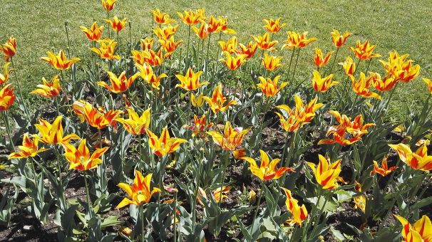 Тюльпан Фаир Вингз (Tulipa Fire Wings) — фото 8
