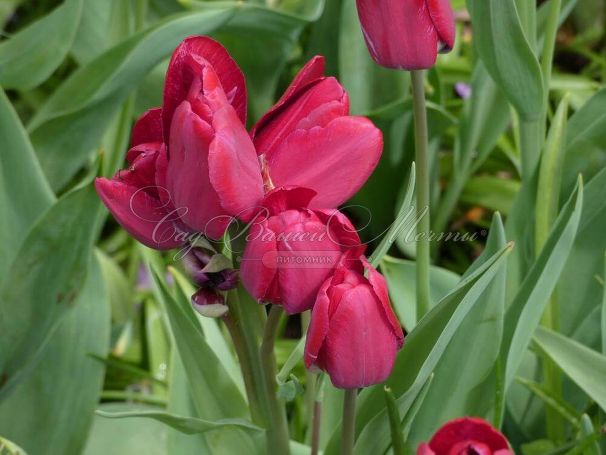 Тюльпан Файери Клаб (Tulipa Fiery Club) — фото 3
