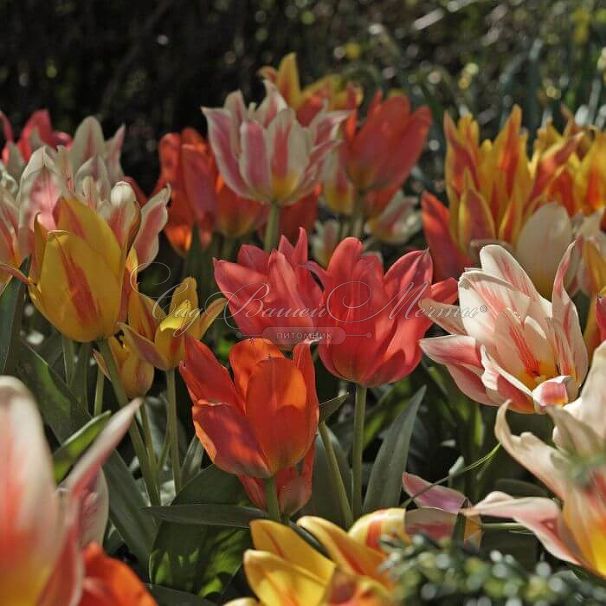 Тюльпан Фан Каларс Микс (Tulipa Fun Colours Mix) — фото 2