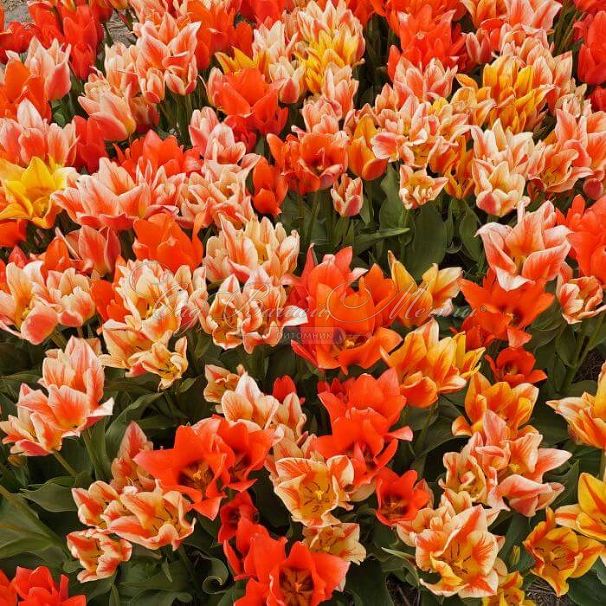 Тюльпан Фан Каларс Микс (Tulipa Fun Colours Mix) — фото 3