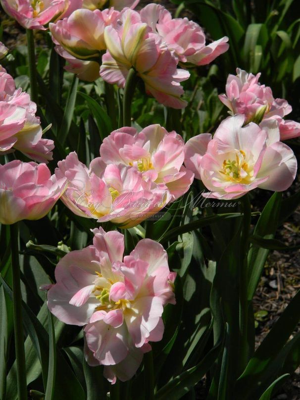 Тюльпан Финола (Tulipa Finola) — фото 2