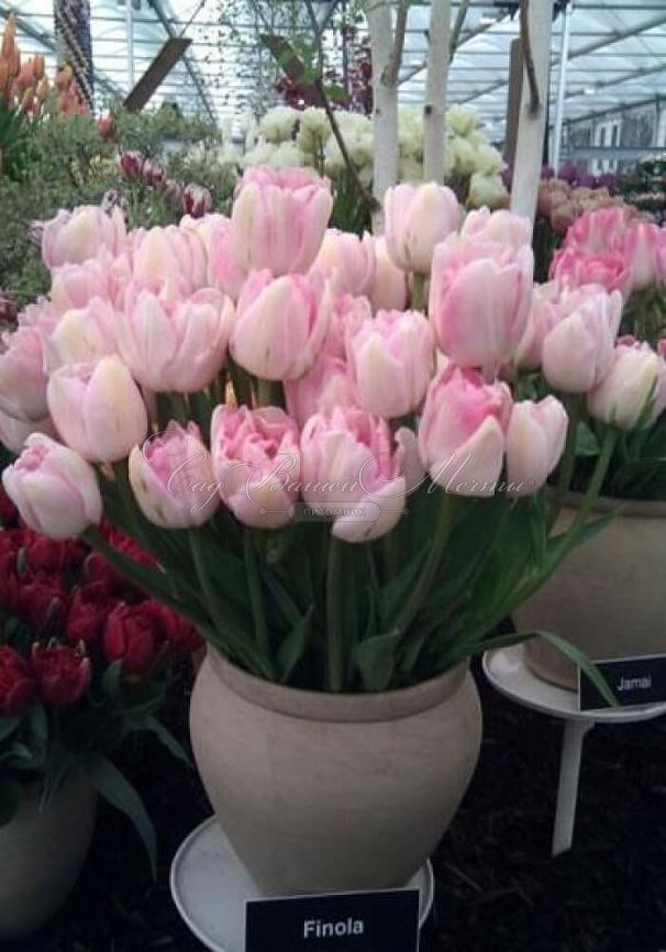 Тюльпан Финола (Tulipa Finola) — фото 3