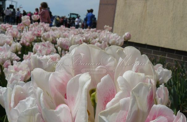Тюльпан Финола (Tulipa Finola) — фото 4