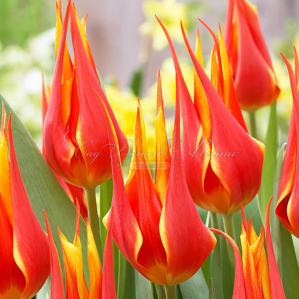 Тюльпан Флай Эвэй (Tulipa Fly Away) — фото 2