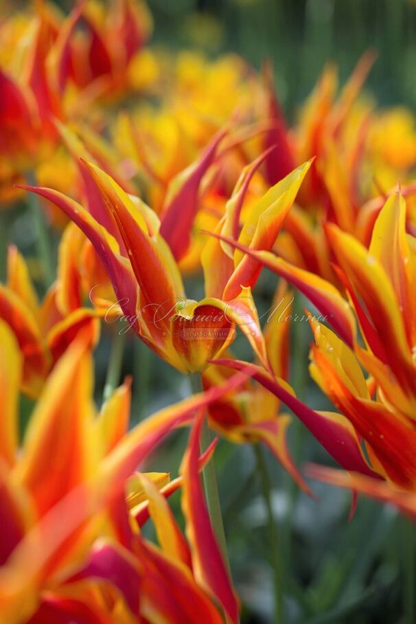 Тюльпан Флай Эвэй (Tulipa Fly Away) — фото 3