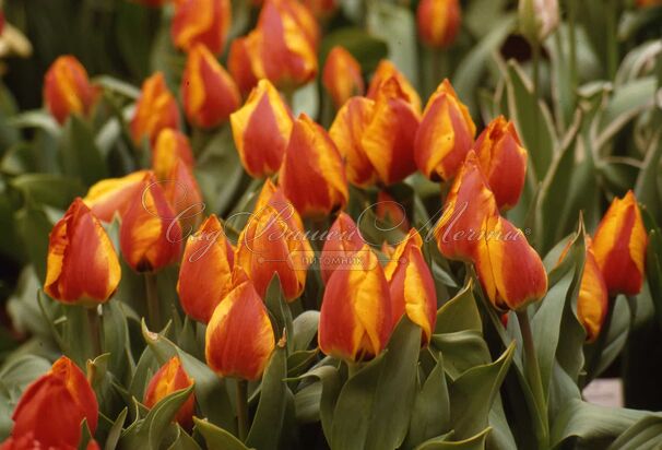 Тюльпан Флаэр (Tulipa Flair) — фото 2