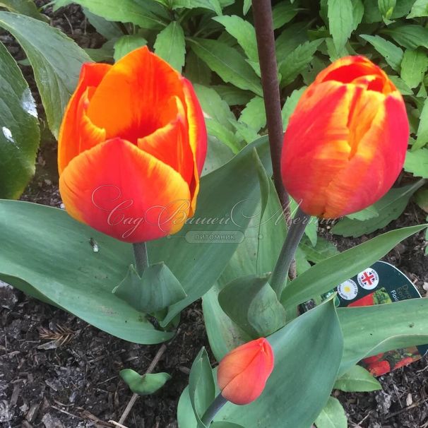 Тюльпан Флаэр (Tulipa Flair) — фото 3