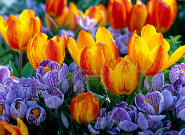 Тюльпан Флаэр (Tulipa Flair) — фото 4