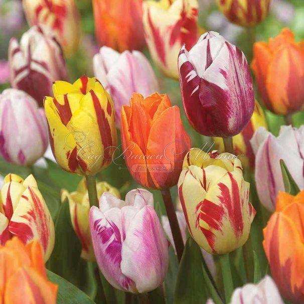 Тюльпан Флейминг Бьюти Микс (Tulipa Flaming Beauty Mix) — фото 2
