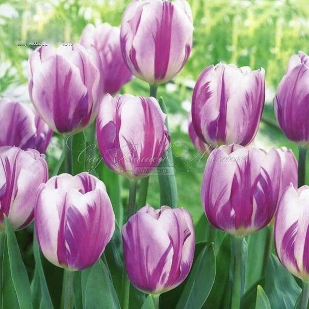 Тюльпан Флейминг Принс (Tulipa Flaming Prince) — фото 2