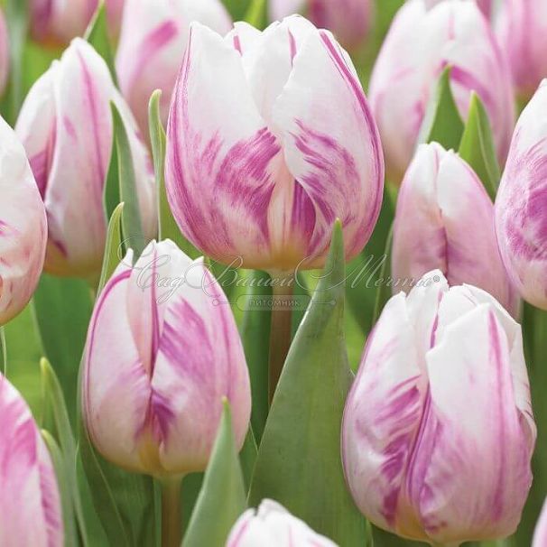 Тюльпан Флейминг Принс (Tulipa Flaming Prince) — фото 4