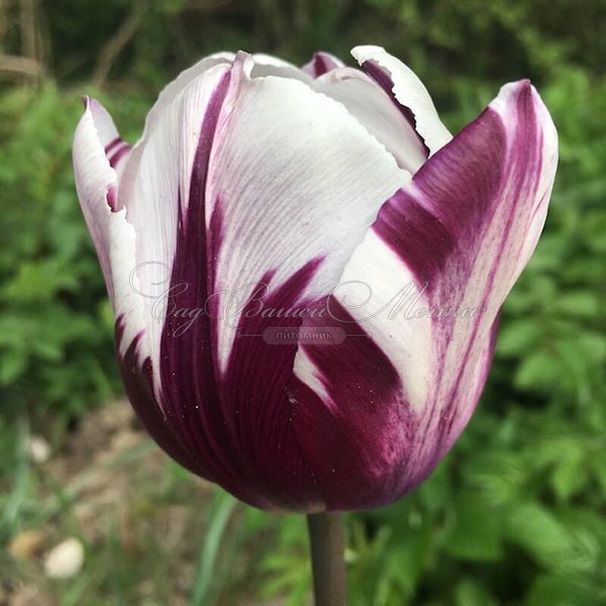 Тюльпан Флейминг Принс (Tulipa Flaming Prince) — фото 5