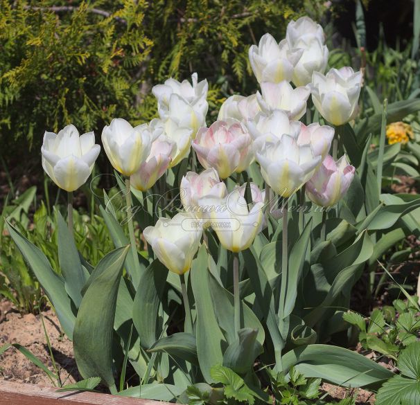 Тюльпан Флейминг Пуриссима (Tulipa Flaming Purissima) — фото 2