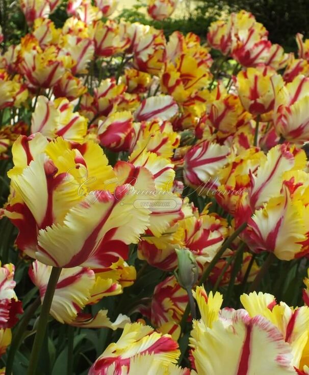 Тюльпан Флейминг Пэррот (Tulipa Flaming Parrot) — фото 2