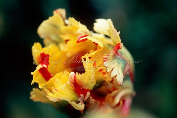 Тюльпан Флейминг Пэррот (Tulipa Flaming Parrot) — фото 4