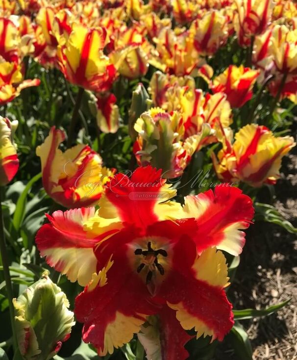 Тюльпан Флейминг Пэррот (Tulipa Flaming Parrot) — фото 5