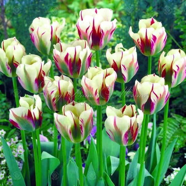 Тюльпан Флейминг Спринг Грин (Tulipa Flaming Spring Green) — фото 3