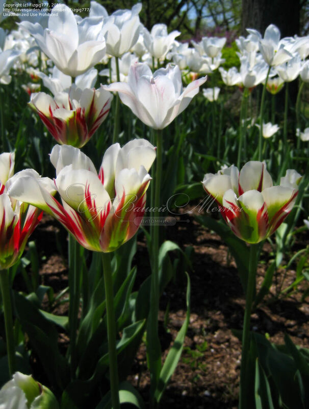 Тюльпан Флейминг Спринг Грин (Tulipa Flaming Spring Green) — фото 4