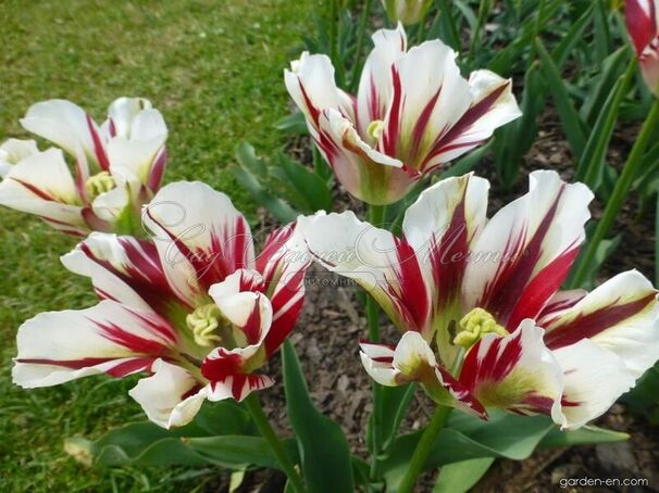 Тюльпан Флейминг Спринг Грин (Tulipa Flaming Spring Green) — фото 5