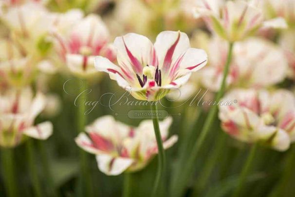 Тюльпан Флейминг Спринг Грин (Tulipa Flaming Spring Green) — фото 6