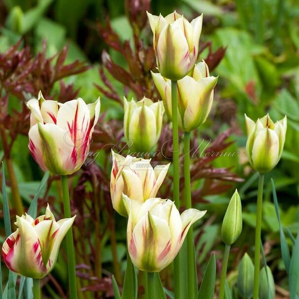 Тюльпан Флейминг Спринг Грин (Tulipa Flaming Spring Green) — фото 7