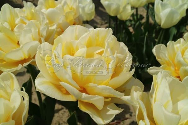 Тюльпан Флейминг Эвита (Tulipa Flaming Evita) — фото 2