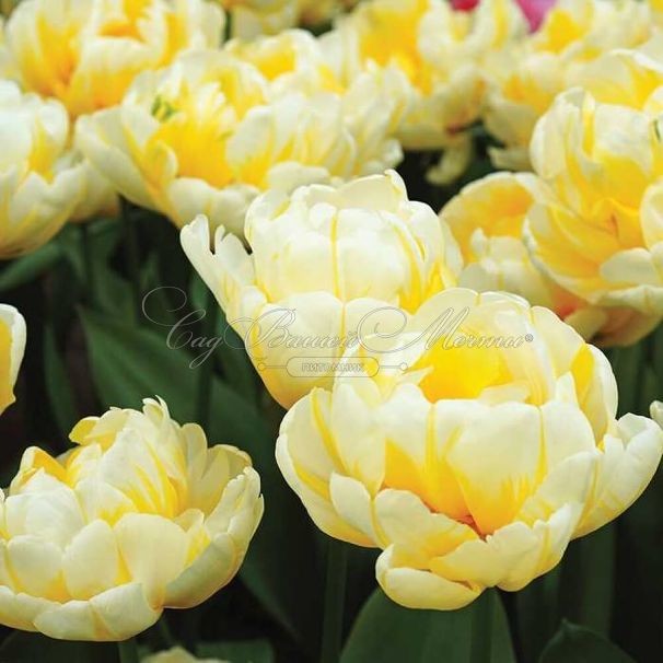 Тюльпан Флейминг Эвита (Tulipa Flaming Evita) — фото 3