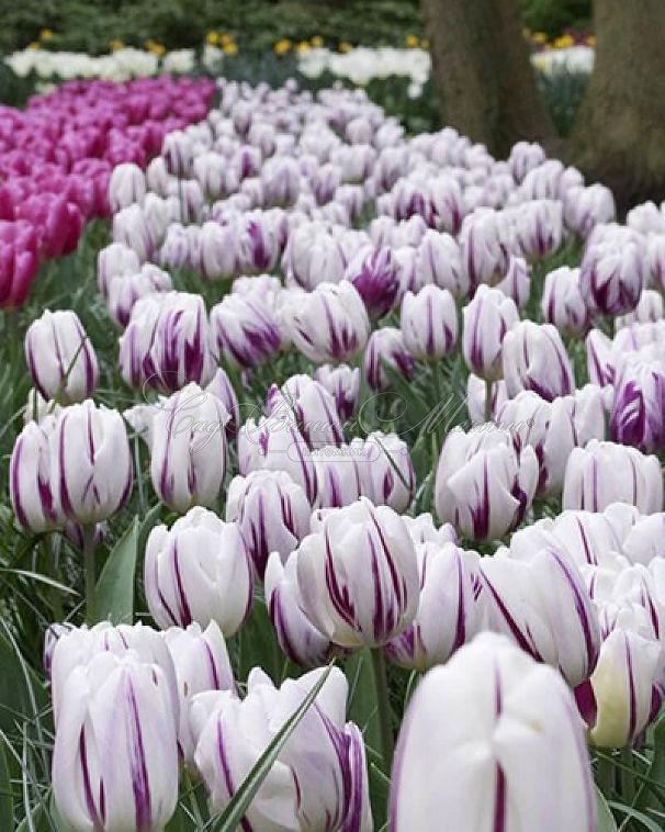 Тюльпан Флэйминг Флэг (Tulipa Flaming Flag) — фото 2