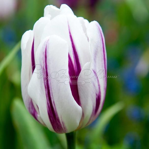 Тюльпан Флэйминг Флэг (Tulipa Flaming Flag) — фото 3