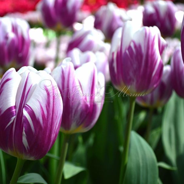 Тюльпан Флэйминг Флэг (Tulipa Flaming Flag) — фото 4