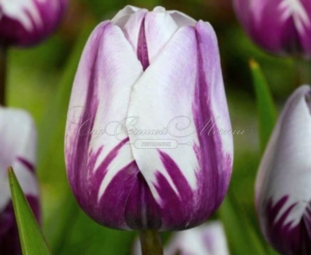 Тюльпан Флэйминг Флэг (Tulipa Flaming Flag) — фото 5
