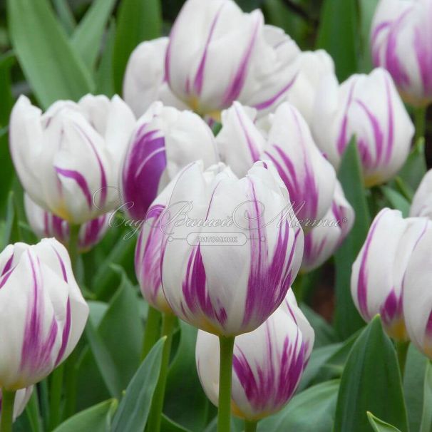 Тюльпан Флэйминг Флэг (Tulipa Flaming Flag) — фото 6