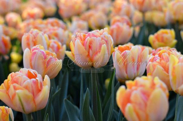 Тюльпан Фокси Фокстрот (Tulipa Foxy Foxtrot) — фото 2