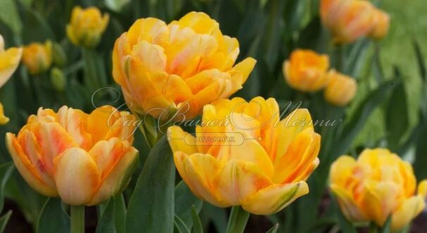 Тюльпан Фокси Фокстрот (Tulipa Foxy Foxtrot) — фото 3