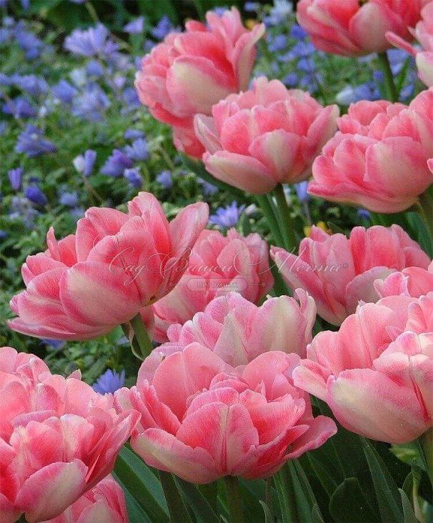 Тюльпан Фокстрот (Tulipa Foxtrot) — фото 2