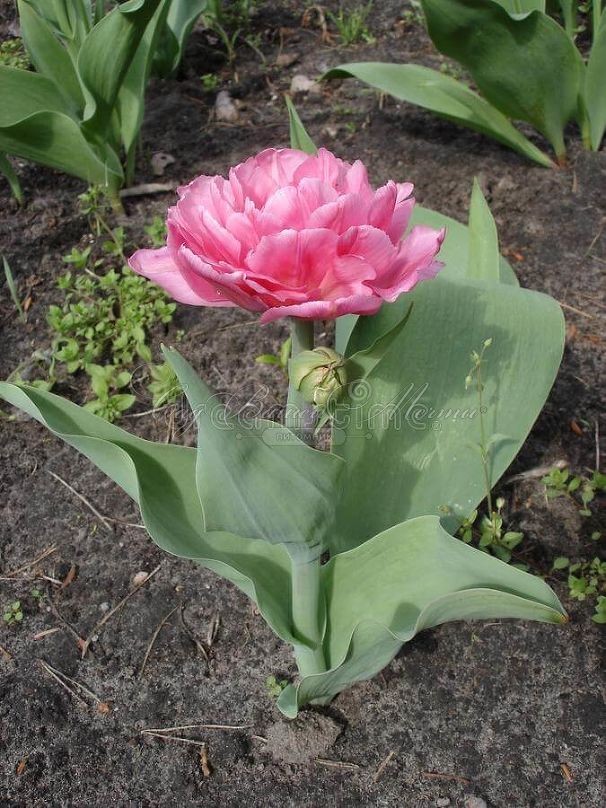 Тюльпан Фокстрот (Tulipa Foxtrot) — фото 3