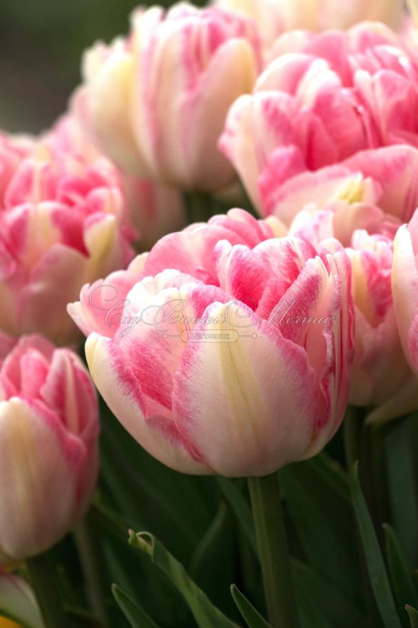 Тюльпан Фокстрот (Tulipa Foxtrot) — фото 4