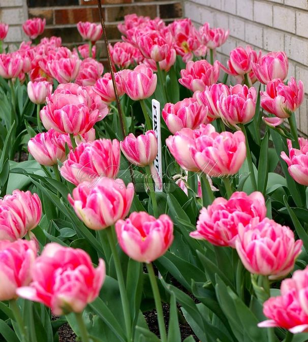 Тюльпан Фокстрот (Tulipa Foxtrot) — фото 6