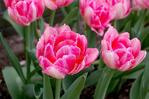 Тюльпан Фокстрот Микс (Tulipa Foxtrot Mix) — фото 3