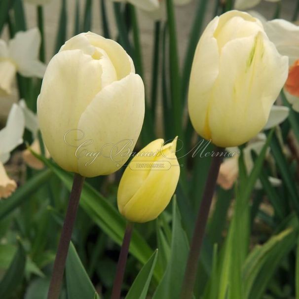 Тюльпан Франсуаза (Tulipa Francoise) — фото 3