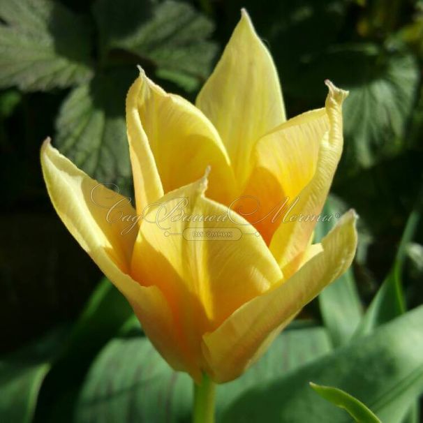 Тюльпан Фьюр Элиз (Tulipa Für Elise, Fur Elise) — фото 2
