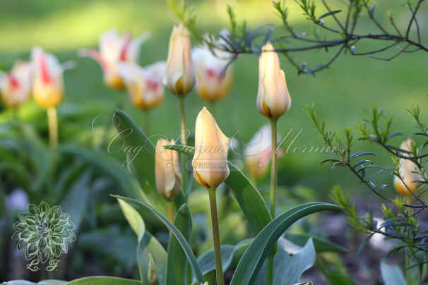 Тюльпан Фьюр Элиз (Tulipa Für Elise, Fur Elise) — фото 4