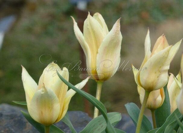 Тюльпан Фьюр Элиз (Tulipa Für Elise, Fur Elise) — фото 9