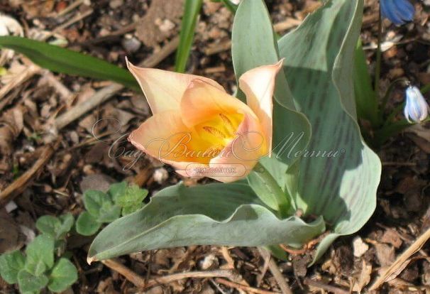 Тюльпан Фьюр Элиз (Tulipa Für Elise, Fur Elise) — фото 10
