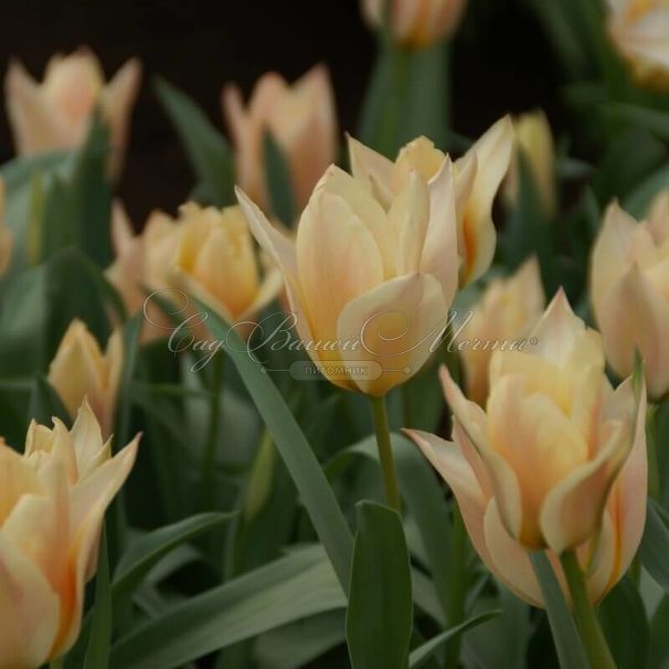 Тюльпан Фьюр Элиз (Tulipa Für Elise, Fur Elise) — фото 12